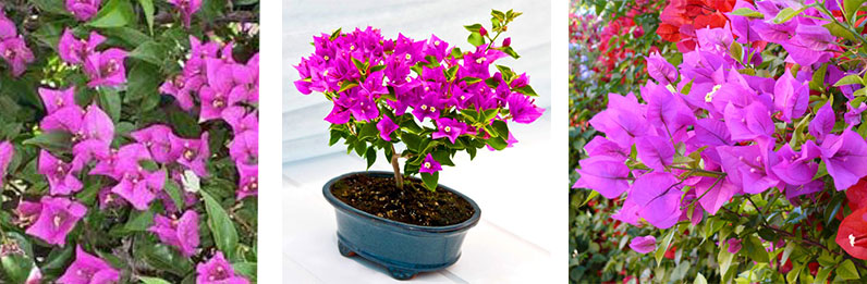 میزان آب دهی مناسب گیاه گل کاغذی