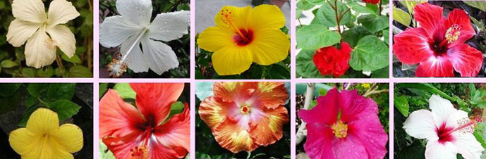 عکس گل ختمی چینی