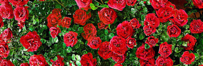 گل ساناز یا رز مینیاتوری