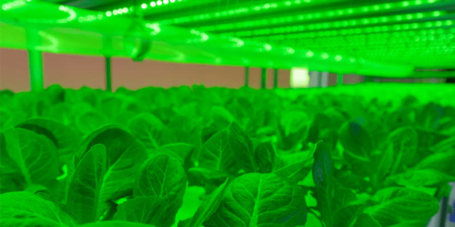 تاثیر نور سبز بر رشد گیاهان