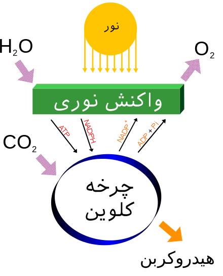 فتوتروپیسم