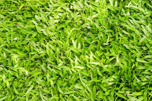 انواع چمن طبیعی