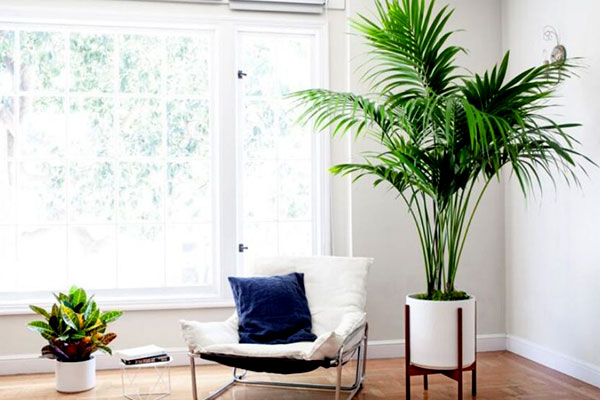 گیاه آپارتمانی لوکس نخل اریکا