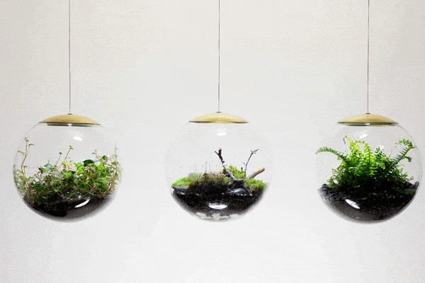 نور تراریوم