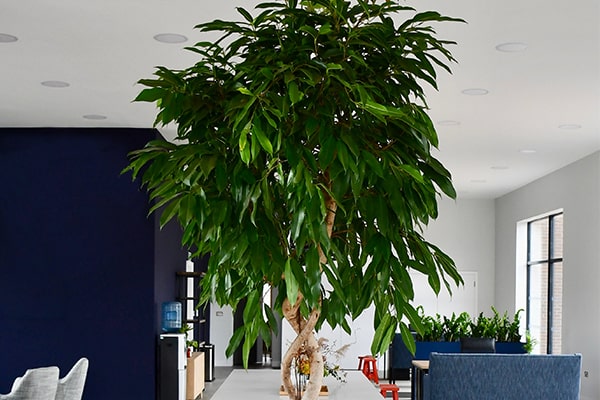 گیاهان اکسیژن ساز خانگی