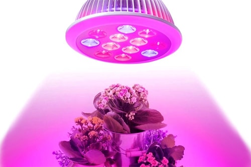 نور عنصر اصلی گیاه