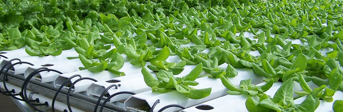 گلخانه هیدروپونیک