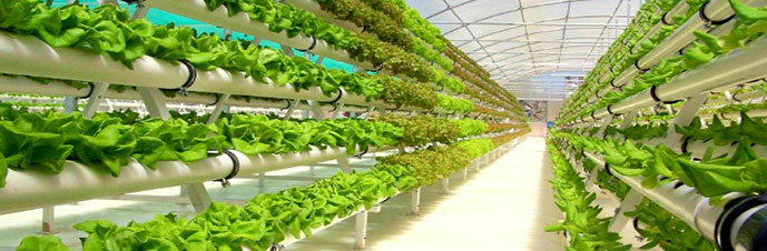 هیدروپونیک