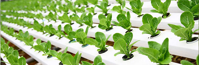 هیدروپونیک در ایران