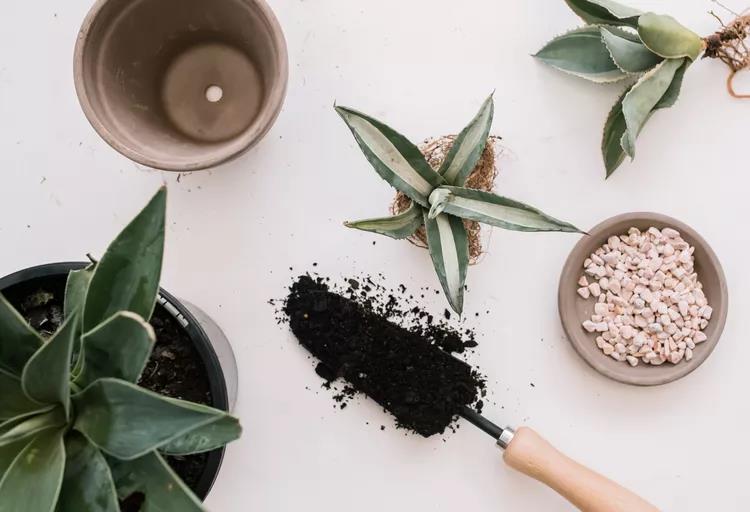 کود گل آگاوه