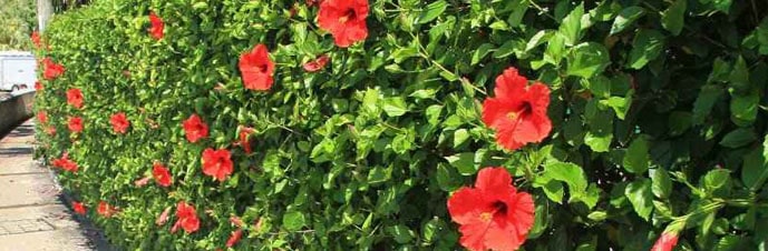 گل ختمی ژاپنی 