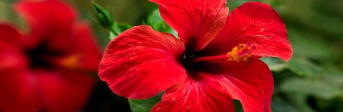 گل ختمی چینی