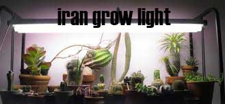 نور مخصوص رشد کاکتوس