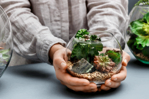 نور مناسب تراریوم