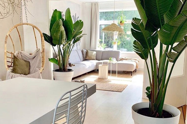 گیاه آپارتمانی لوکس پرنده بهشتی