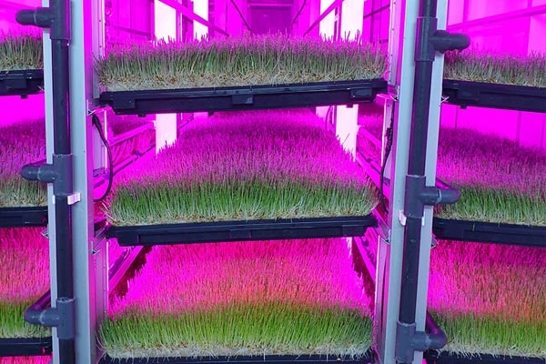 نور مصنوعی برای علوفه هیدروپنیک