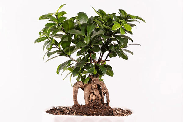 انواع بنسای افرا