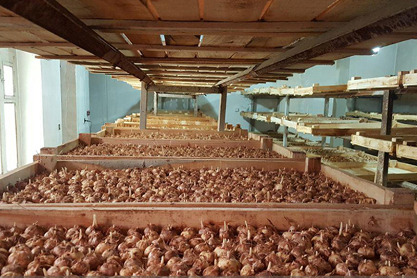 کشت زعفران به روش هیدروپونیک