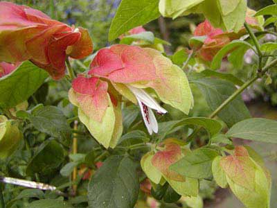 نور مناسب گل میگو