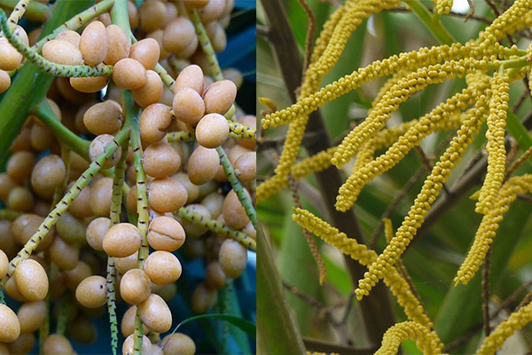 تکثیر نخل اریکا