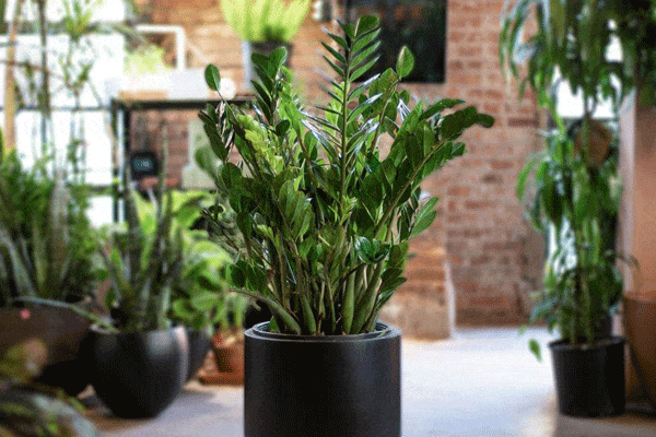 گل زاموفیلیا