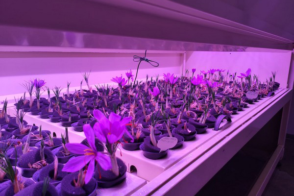 کشت گلخانه ای هیدروپونیک زعفران