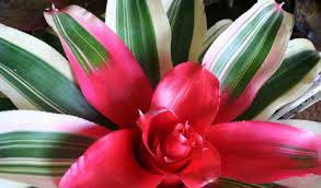 نحوه ی مراقبت از گیاه نئورژلیا