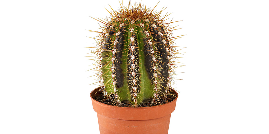 بیش از حد بودن نور کاکتوس