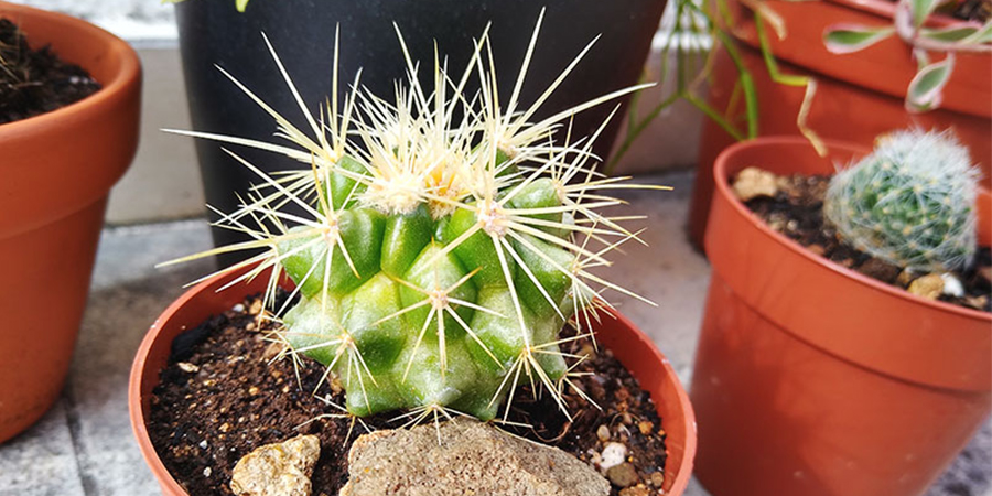 علائم کمبور نور کاکتوس