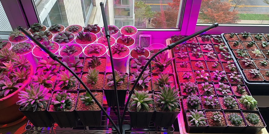 نور مصنوعی برای کاکتوس