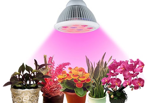 نور و رشد گیاه