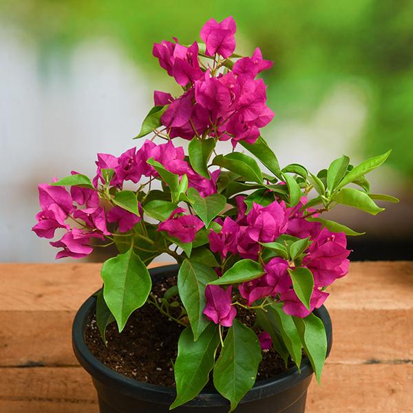 گل کاغذی - bougainvillea