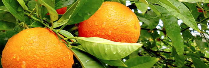 درخت پرتقال