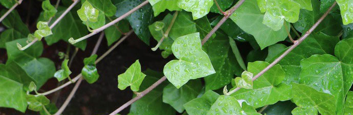 گیاه پاپیتال