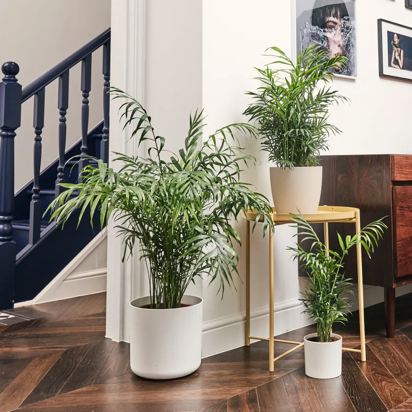 عکس گل نخل شامادورا