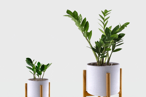 رشد سریع زاموفیلیا