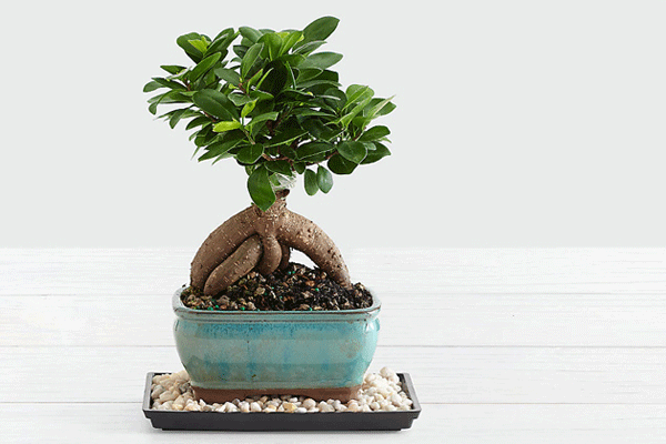 بونسای شمشاد