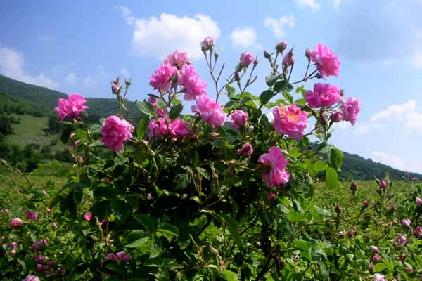 نحوه ی کاشت گل محمدی