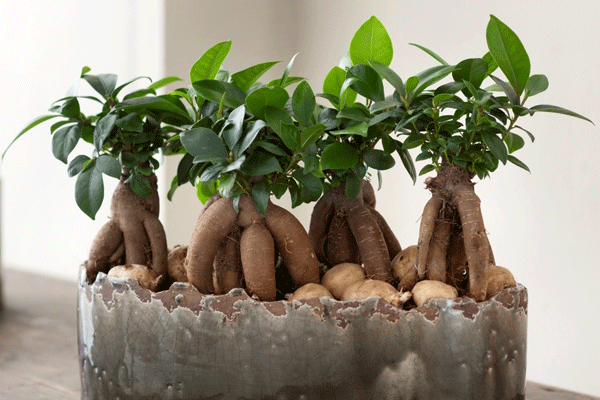 انواع بونسای