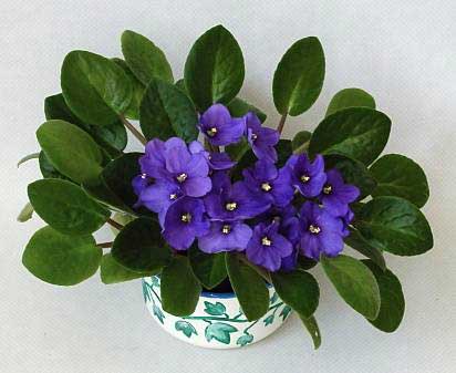 ال ای دی مخصوص رشد گیاه