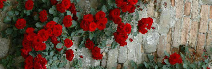 آبیاری گل ساناز (رز مینیاتوری)