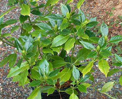 شمشاد ژاپنی