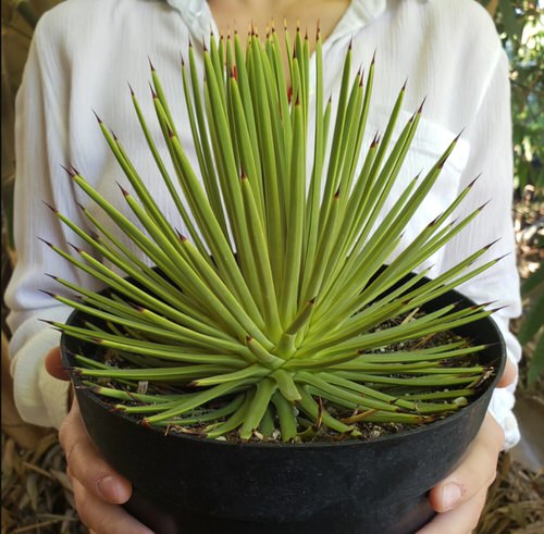 گیاه گل آگاو سوزنی