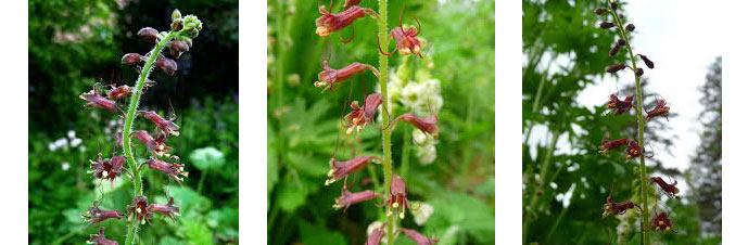 گیاه تولمیا