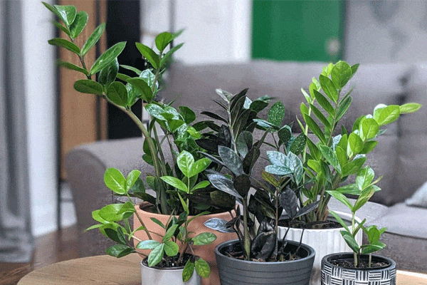 انواع زاموفیلیا