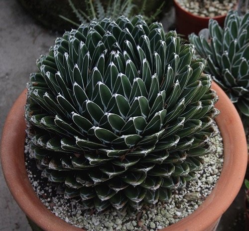 گیاه آگاو ویکتوریا