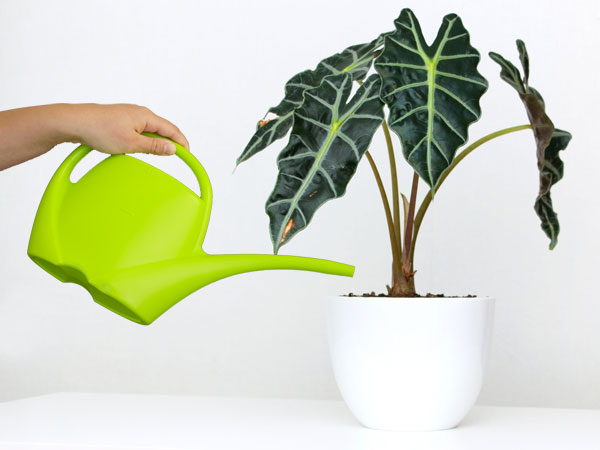 نحوه آبیاری گل بابا آدم