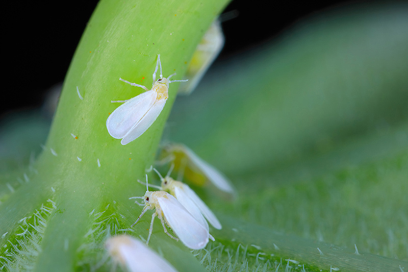 Whiteflies