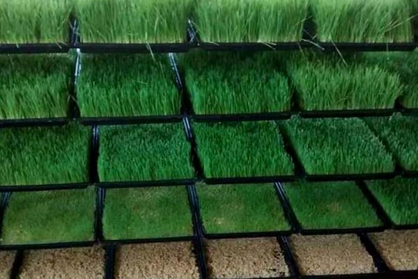 کشت علوفه هیدروپونیک