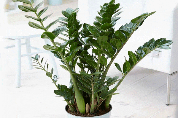 خاک مخصوص زاموفیلیا